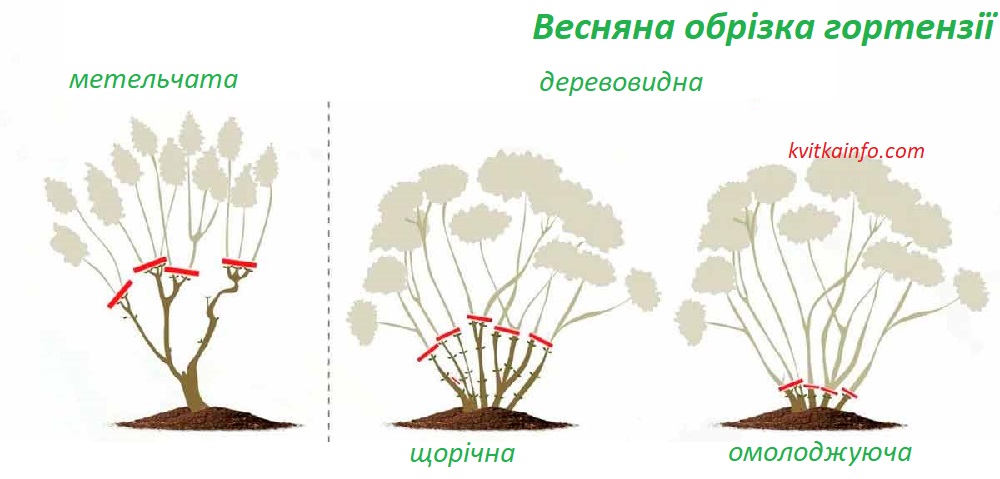 Як обрізати гортензію весною