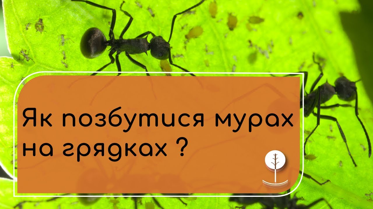 Як позбутися мурах на городі