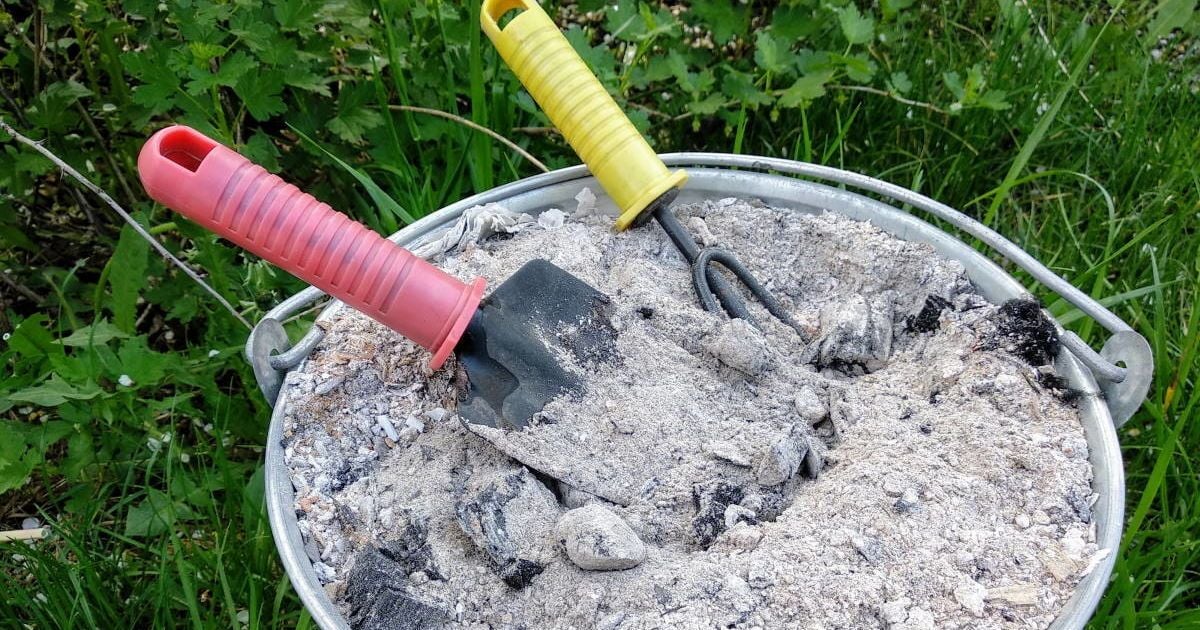 Які рослини не люблять попіл
